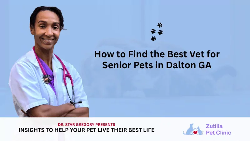 How to Find the Best Vet for Senior Pets in Dalton GA