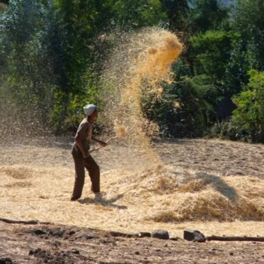 2024-09-01 The Threshing Floor