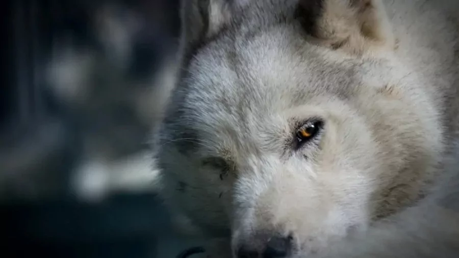 Wolves in Sheep's Clothing: A Prophetic Warning